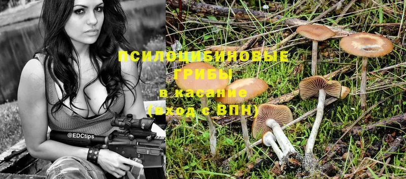 Галлюциногенные грибы Psilocybe  ОМГ ОМГ ССЫЛКА  Валдай 